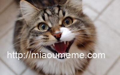 Avis Yunaji : accessoires chat pour confort royal