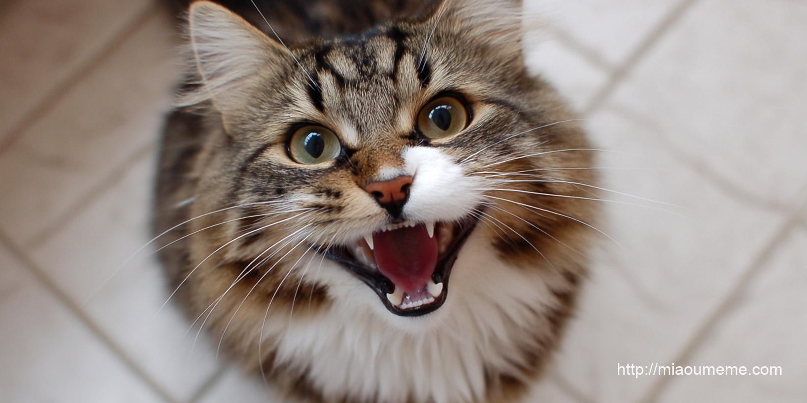 article-miaou-meme-yunaji